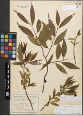 Foto von Salix alba L. x Salix fragilis L.
